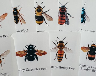 Bee Species Flashcards, homeschool, learning resource, printable, nature science study, pdf instant digital download 132 Page PDF!