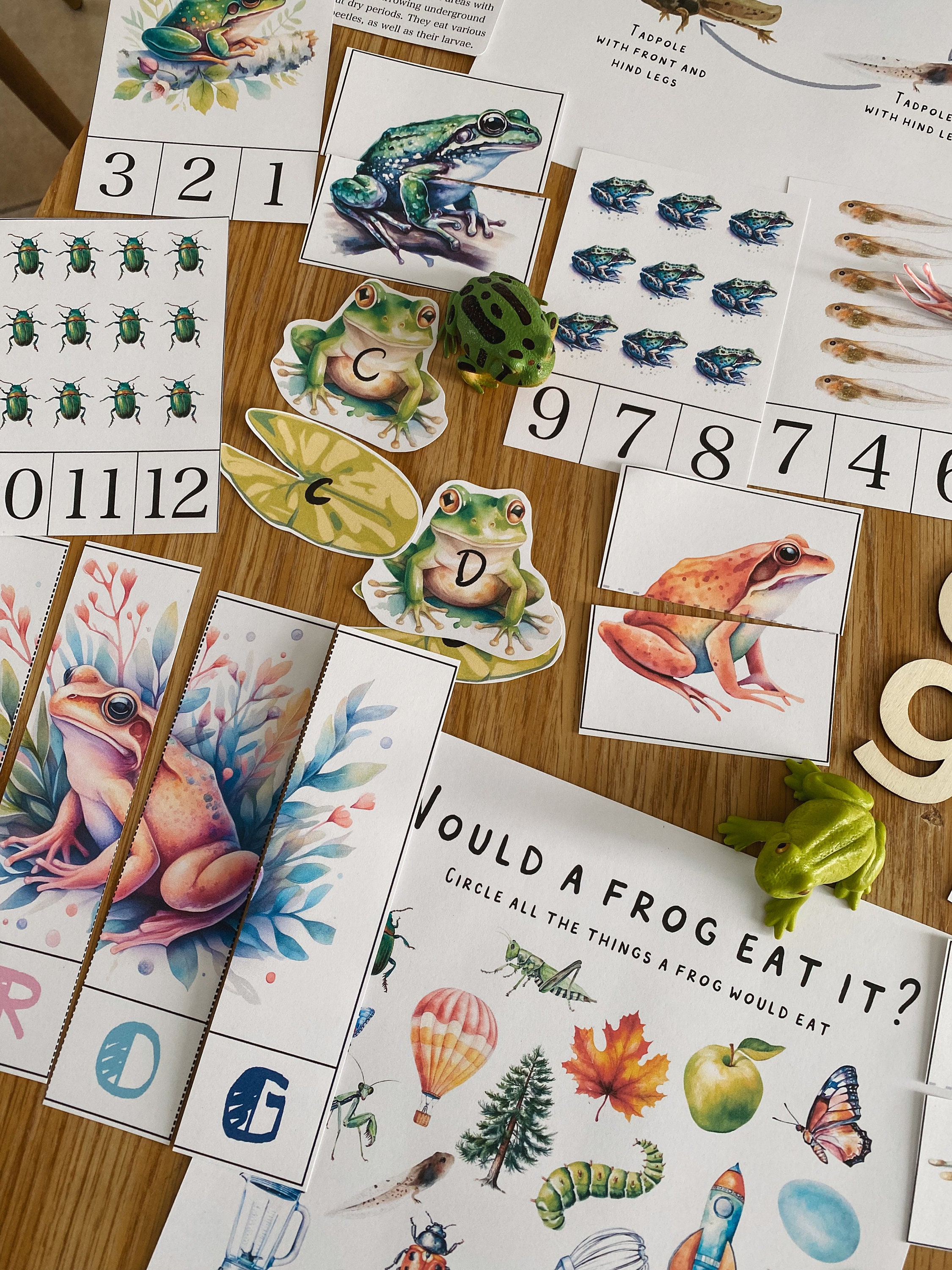 Frog Unit Study, 62 Page PDF, Amphibians, Homeschool, Learning Resource ...