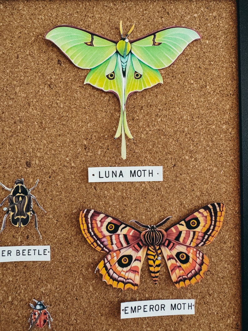 Bug Collection Paper Taxidermy, Homeschool, Learning Resource ...