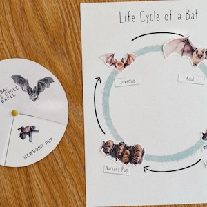 May include: A colorful life cycle wheel for a bat. The wheel shows the stages of a bat's life, from newborn pup to adult. The wheel is divided into four sections, each with a different stage of the bat's life. The wheel is made of paper and has a yellow center.