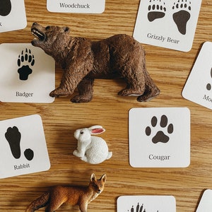 Może przedstawiać: Zestaw białych kart z czarnymi odciskami łap zwierząt i nazwami zwierząt: świstak, niedźwiedź grizzly, borsuk, kr&oacute;lik, puma, szop pracz. Są też figurki zwierząt z tworzywa sztucznego: brązowy niedźwiedź, biały kr&oacute;lik i rudy lis.