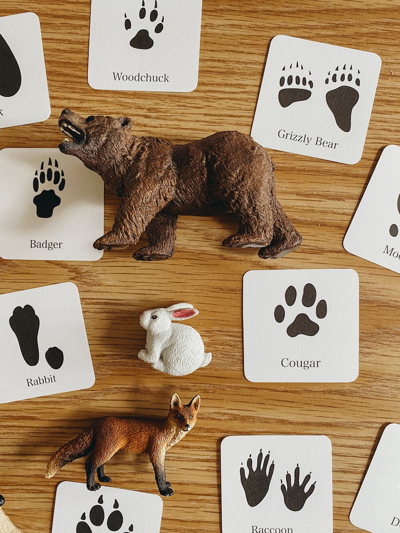 Może przedstawiać: Zestaw białych kart z czarnymi odciskami łap zwierząt i nazwami zwierząt: świstak, niedźwiedź grizzly, borsuk, kr&oacute;lik, puma, szop pracz. Są też figurki zwierząt z tworzywa sztucznego: brązowy niedźwiedź, biały kr&oacute;lik i rudy lis.