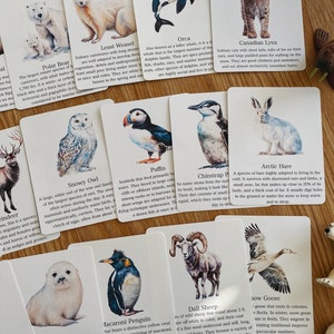Polar Animal Flashcards, Arctic and Antarctic, homeschool, learning resource, printable, nature science study, pdf instant digital download image 5