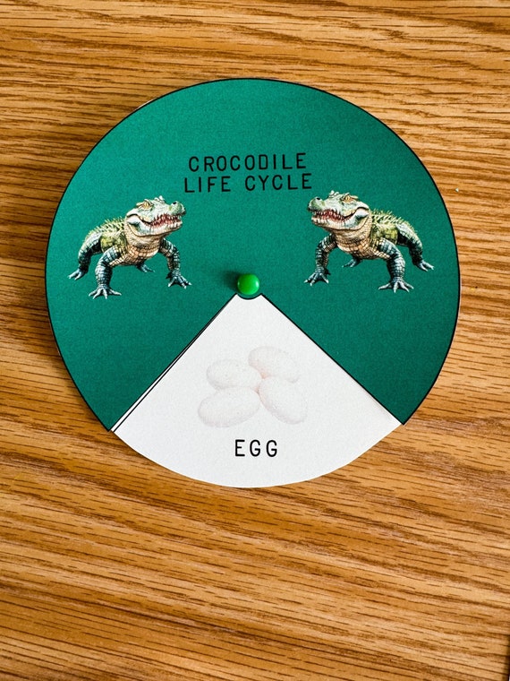 Life Cycle Of A Crocodile Worksheet