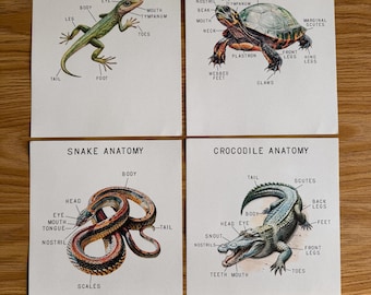 Reptile Mini Anatomy Posters,  morning basket, homeschool, learning resource, printable, nature science study, digital download
