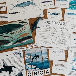 Whales Unit Study, homeschool, learning resource, printable, nature science study, pdf instant digital download 126 Page PDF!