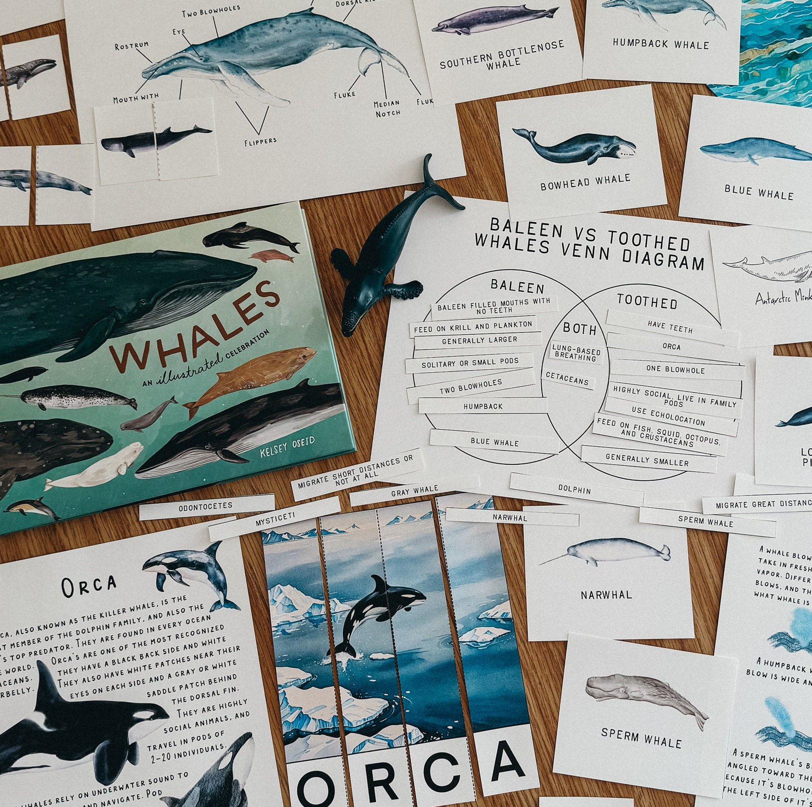 Whales Unit Study, homeschool, learning resource, printable, nature science study, pdf instant digital download 126 Page PDF!