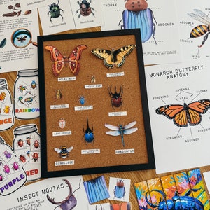 Może przedstawiać: Tablica korkowa z r&oacute;żnymi ilustracjami owad&oacute;w i etykietami. Etykiety zawierają nazwy r&oacute;żnych owad&oacute;w, takich jak "Atlas Moth", "House Fly", "Leaf Beetle" i "Dragonfly". Etykiety zawierają r&oacute;wnież informacje o anatomii owada, takie jak "Głowa", "Tuł&oacute;w" i "Brzuch".