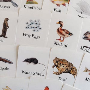 Cartes mémoire Pond Life, panier du matin, école à la maison, ressource d'apprentissage, imprimable, étude des sciences de la nature, téléchargement numérique instantané
