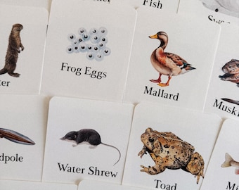 Pond Life Flashcards, morning basket, homeschool, learning resource, printable, nature science study, instant digital download
