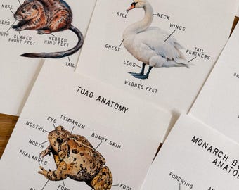 Pond Life Anatomy Mini Posters, morning basket, homeschool, learning resource, printable, nature science study, instant digital download