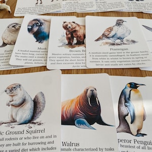 Polar Animal Flashcards, Arctic and Antarctic, Homeschool, Learning