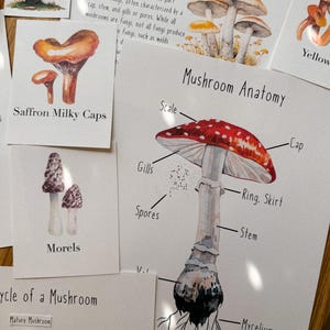 Eenheidsstudie paddenstoelen en schimmels, pdf met 110 pagina's, ochtendmand, homeschool, leermiddel, afdrukbaar, natuurwetenschappelijk onderzoek, digitale download