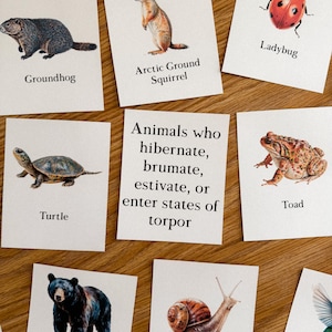 Winter Sleep Animal Flashcards, morning basket, homeschool, learning resource, printable, nature science study, instant digital download