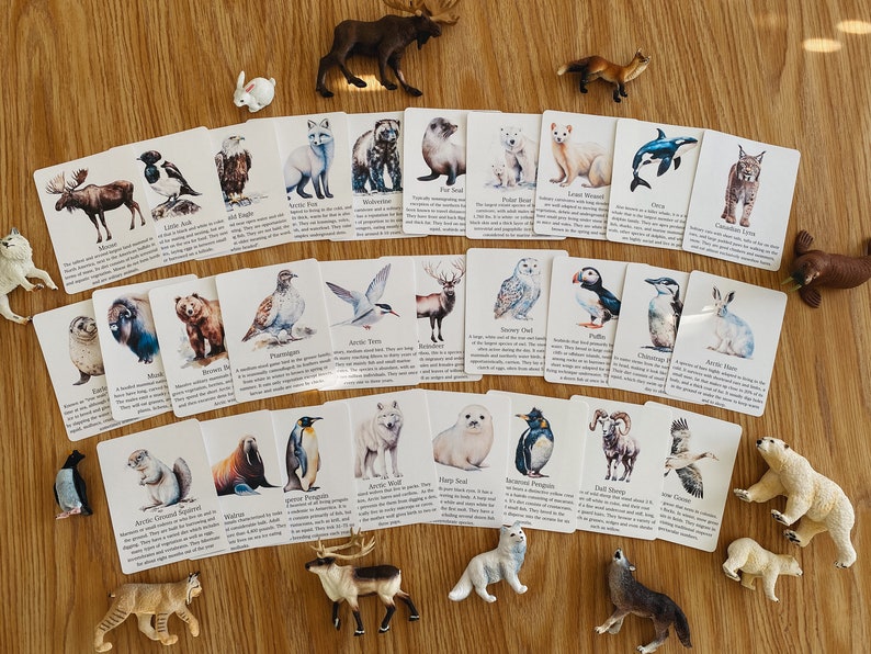 Polar Animal Flashcards, Arctic and Antarctic, homeschool, learning resource, printable, nature science study, pdf instant digital download image 6