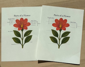 Parts of a Flower Poster,  morning basket, homeschool, learning resource, printable, nature science study, digital download