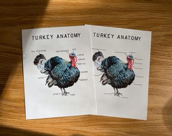 Turkey Mini Anatomy Poster,  morning basket, homeschool, learning resource, printable, nature science study, digital download