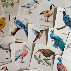 Bird Species Flashcards, morning basket, homeschool, learning resource, printable, nature science study, instant digital download