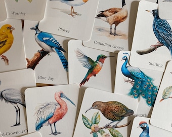 Bird Species Flashcards, morning basket, homeschool, learning resource, printable, nature science study, instant digital download