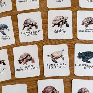 Cartes-éclair sur les espèces de tortues, école à la maison, ressource d'apprentissage, imprimable, étude des sciences de la nature, téléchargement numérique instantané
