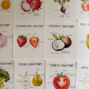 Fruit and Vegetable Anatomy Mini Posters, morning basket, homeschool, learning resource, printable, nature study, instant digital download