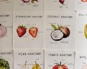 Fruit and Vegetable Anatomy Mini Posters, morning basket, homeschool, learning resource, printable, nature study, instant digital download