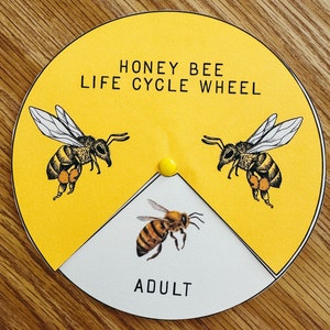 Honey Bee Life Cycle Wheel, learning resource, printable, nature science study, homeschool, morning basket, instant digital download