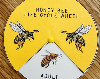 Honey Bee Life Cycle Wheel, learning resource, printable, nature science study, homeschool, morning basket, instant digital download