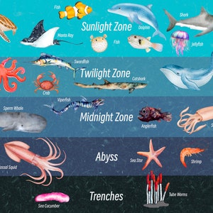 Ocean Zonesstreifen, Morgenkorb, Heimschule, Lernressource, bedruckbar, naturwissenschaftliches Studium, sofortiger digitaler Download