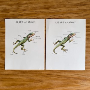 Lizard Mini Anatomy Poster,  morning basket, homeschool, learning resource, printable, nature science study, digital download