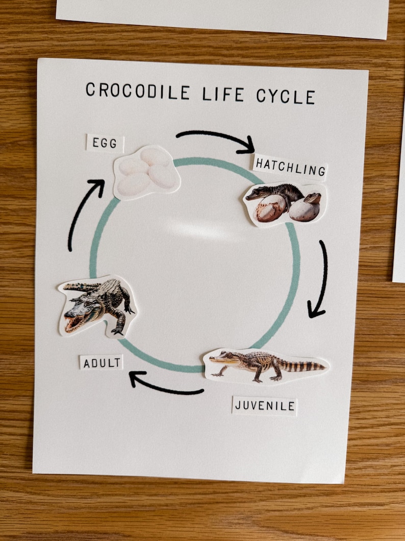 Crocodile Life Cycle Wheel and Worksheet, Learning Resource, Printable ...