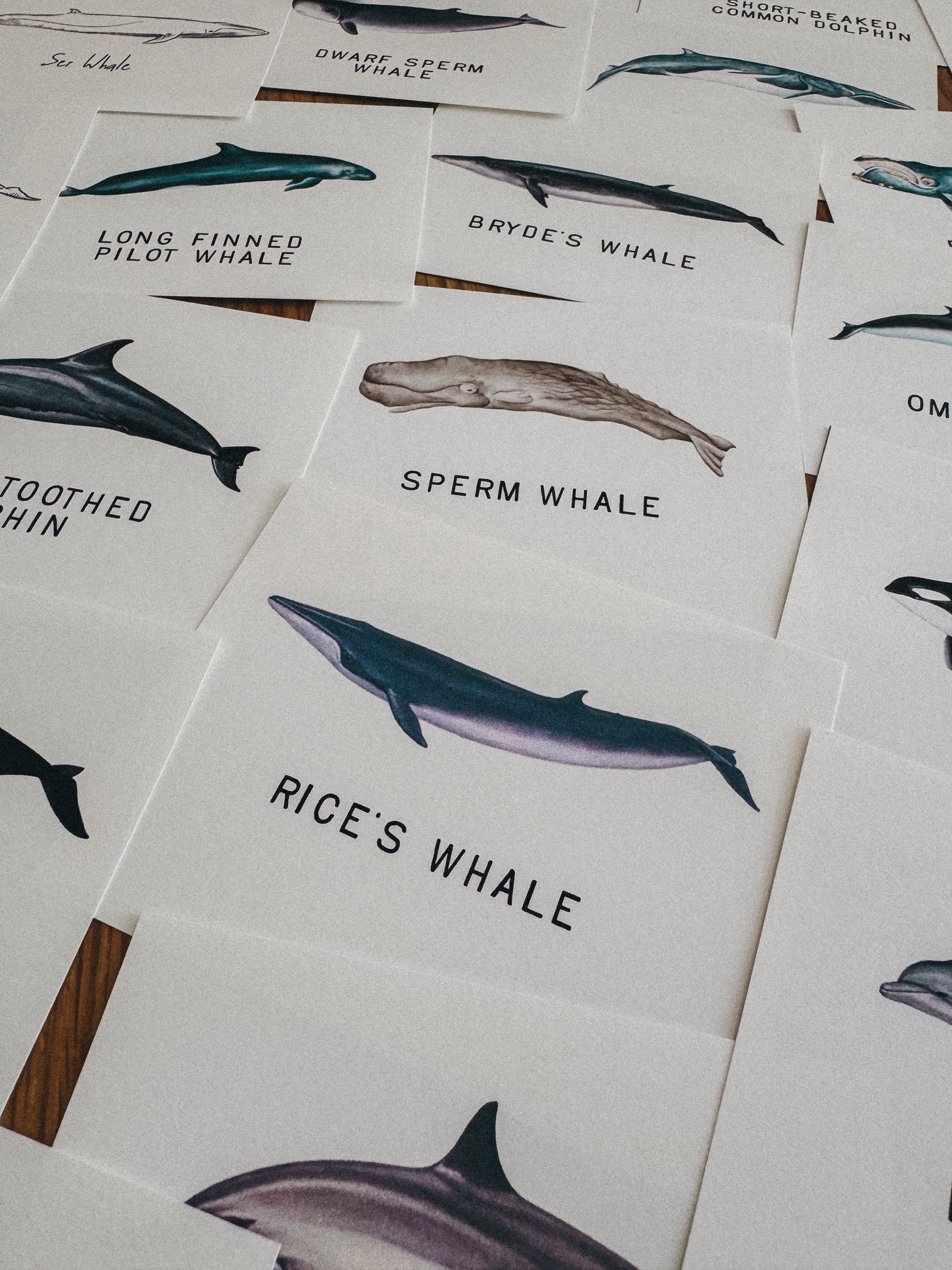 Whales Species Flashcards, Homeschool, Learning Resource, Printable ...