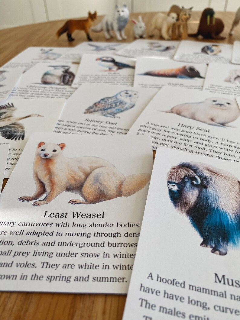 Polar Animal Flashcards, Arctic and Antarctic, homeschool, learning resource, printable, nature science study, pdf instant digital download image 10