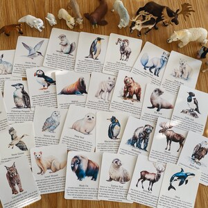 Polar Animal Flashcards, Arctic and Antarctic, homeschool, learning resource, printable, nature science study, pdf instant digital download image 2