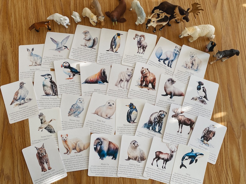 Polar Animal Flashcards, Arctic and Antarctic, homeschool, learning resource, printable, nature science study, pdf instant digital download image 2