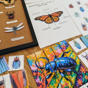 Może przedstawiać: Zestaw kolorowych ilustracji owad&oacute;w, w tym motyla monarchy, ważki i chrząszczy. Ilustracje znajdują się na korkowej tablicy z napisami "Anatomia motyla monarchy" i "Ważka" poniżej. Są też karty z numerami i ilustracjami owad&oacute;w.