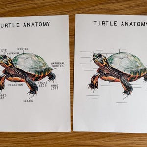 Turtle Mini Anatomy Poster,  morning basket, homeschool, learning resource, printable, nature science study, digital download