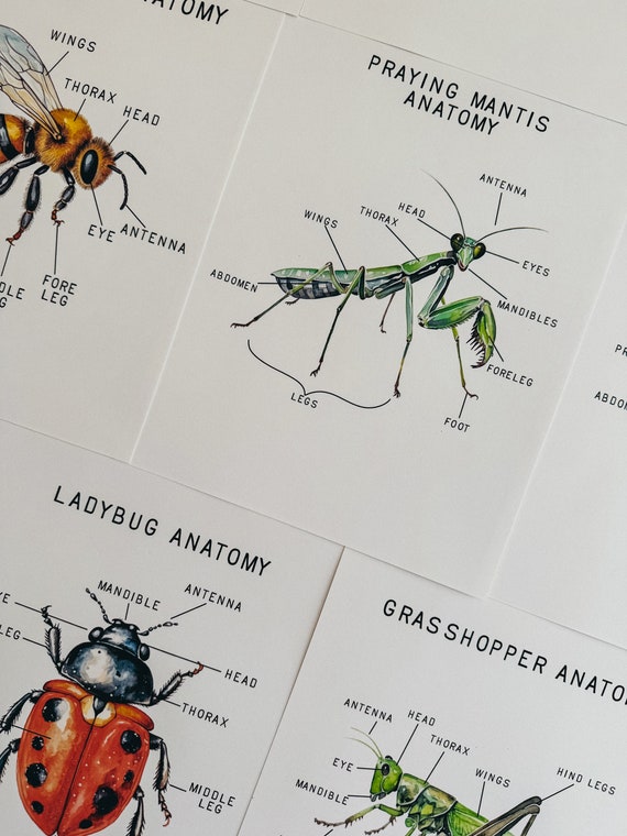 Hoja De Trabajo Sobre La Anatomía De Los Insectos