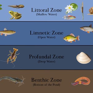 May include: A diagram illustrating the different zones of a pond ecosystem. The littoral zone is the shallow water area, the limnetic zone is the open water area, the profundal zone is the deep water area, and the benthic zone is the bottom of the pond.