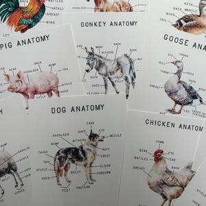 Mini carteles de anatomía de animales de granja, canasta matutina, educación en el hogar, recurso de aprendizaje, imprimible, estudio de ciencias naturales, descarga digital instantánea