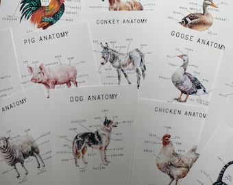 Farm Animal Anatomy Mini Posters, morning basket, homeschool, learning resource, printable, nature science study, instant digital download