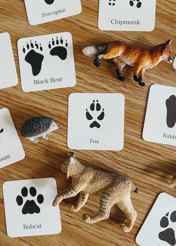 Animal Track Mini Flashcards, morning basket, homeschool, learning resource, printable, nature science study, instant digital download