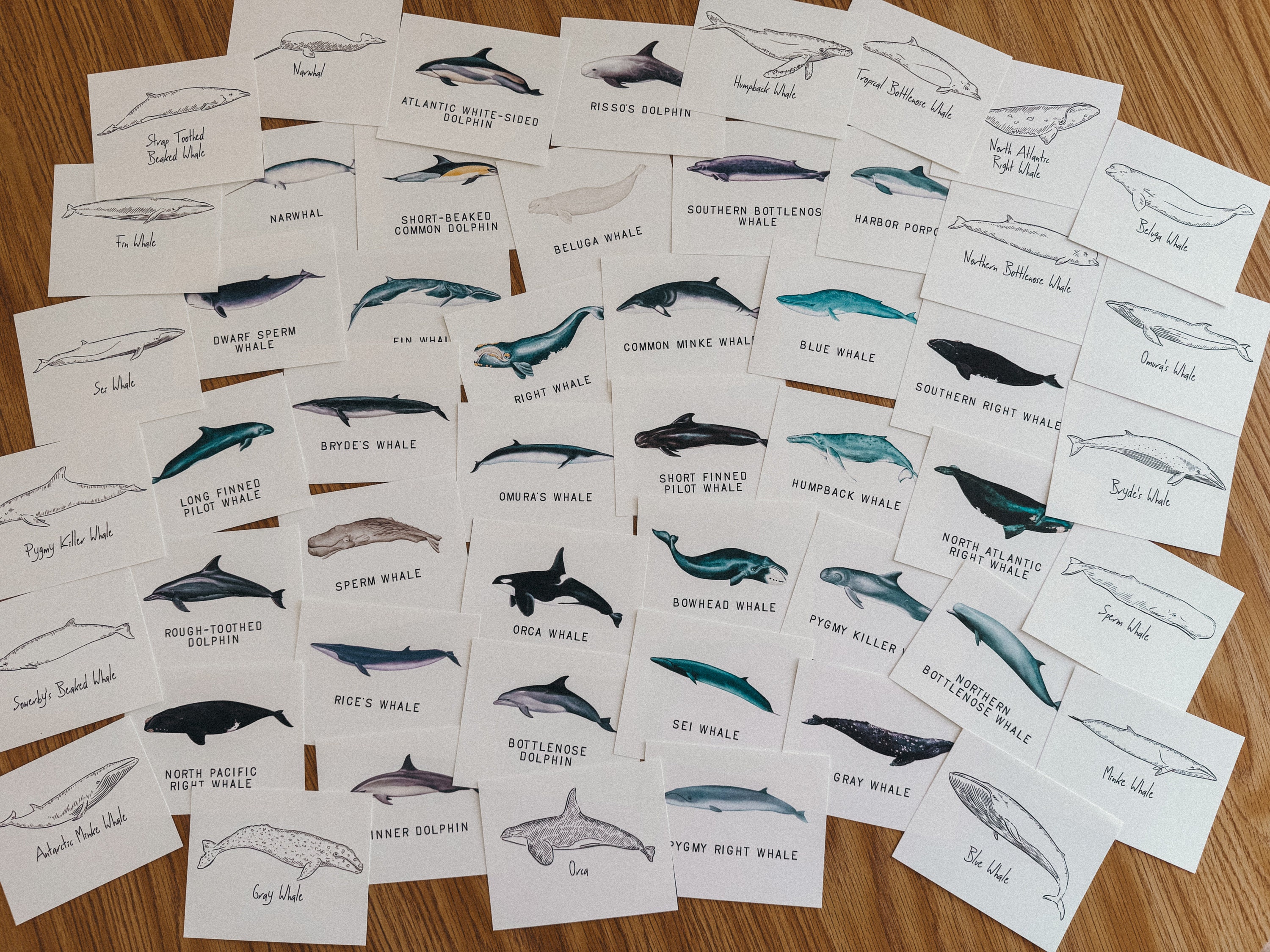 Whales Species Flashcards, Homeschool, Learning Resource, Printable ...