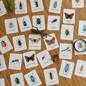 Insectenflashcards, homeschool, leermiddel, afdrukbaar, natuurwetenschappelijke studie, pdf instant digitale download, 44 insectenkaarten