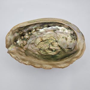 May include: An iridescent abalone shell with a pearlescent interior. The shell's surface displays a range of colors, including greens, golds, and blues. The shell has a natural, organic shape and texture, with a smooth, polished interior.