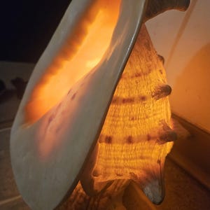 Puede incluir: Lámpara de concha marina con un cálido resplandor anaranjado que emana desde el interior. La lámpara está hecha de una gran concha marina natural, con una superficie texturizada y una forma curva. La luz crea un ambiente acogedor.