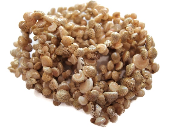 Two Sea Shell Necklaces