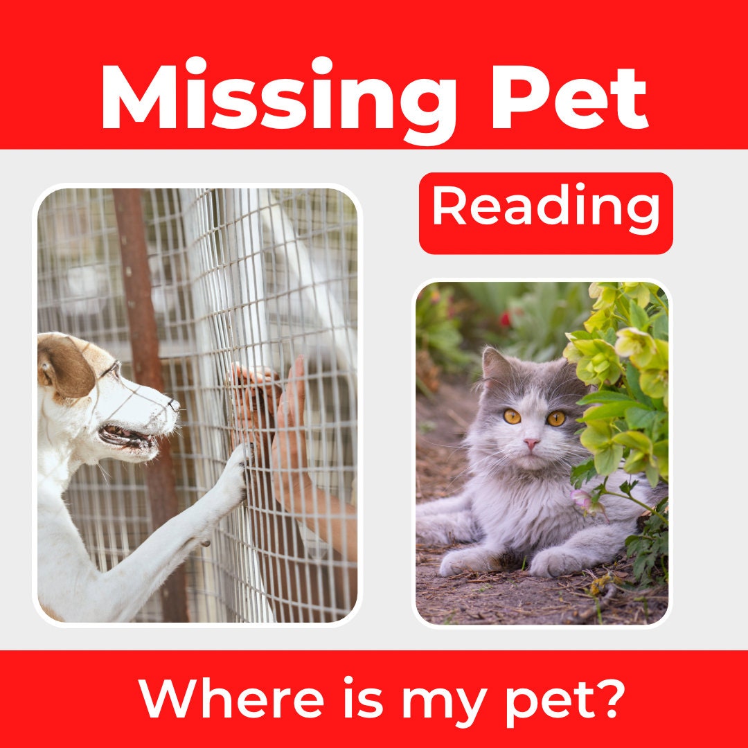 Lost pet cheap psychic free