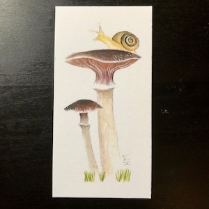 Mushroom - Snail