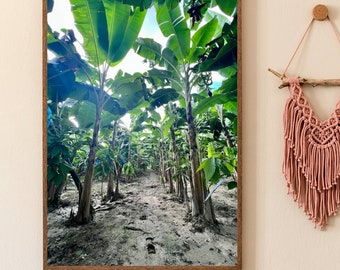 Plantain's tree
